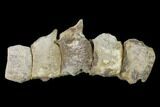 Five Articulated Mosasaur (Platecarpus) Caudal Vertebrae - Kansas #136435-1